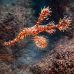 Ghost pipefish