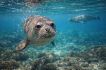 Foca-monge-do-Mediterrâneo