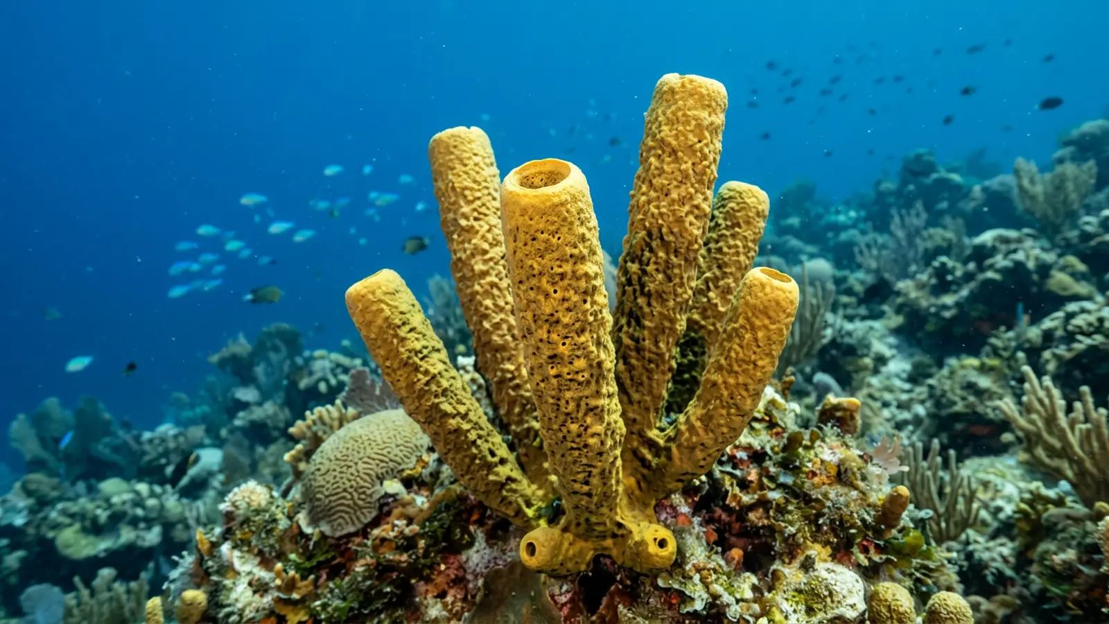 Tube Sponges at the dive site Conch Flats
