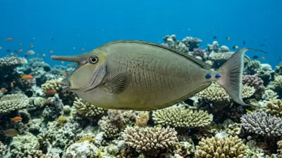 Unicornfish at the dive site Bougainville Reef