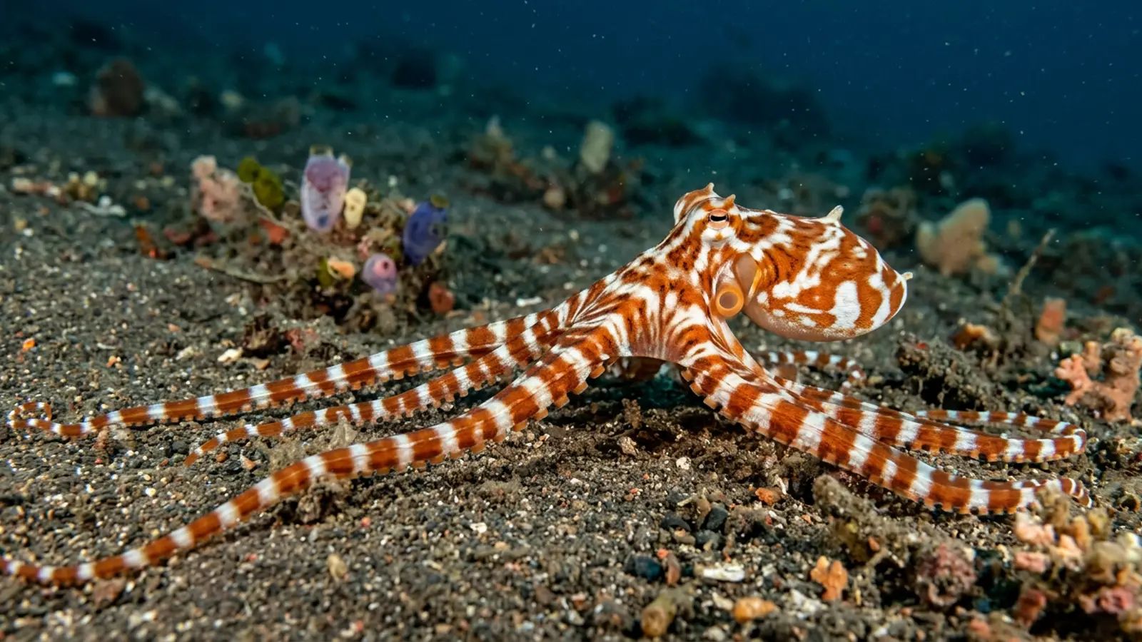 Wonderpus at the dive site Maumere Bay