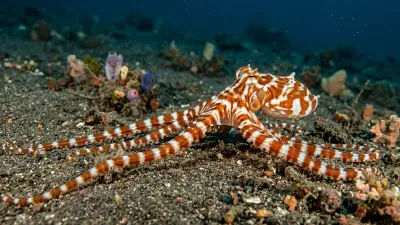 Wonderpus at the dive site Maumere Bay