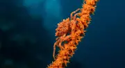 Краб-ксенокраб (Xenocarcinus tuberculatus) – морская жизнь