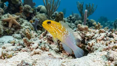 Yellow-Headed Jawfish at the dive site Eagle Ray Alley