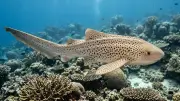 Rekin zebrowaty (Stegostoma tigrinum) – życie morskie