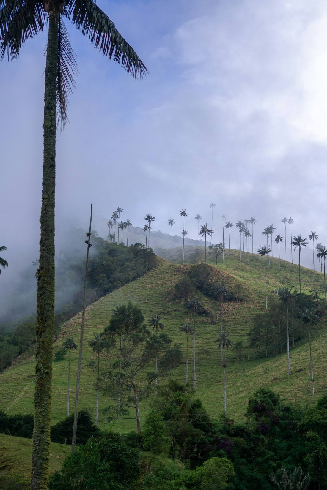 Vallée de Mai (Praslin)