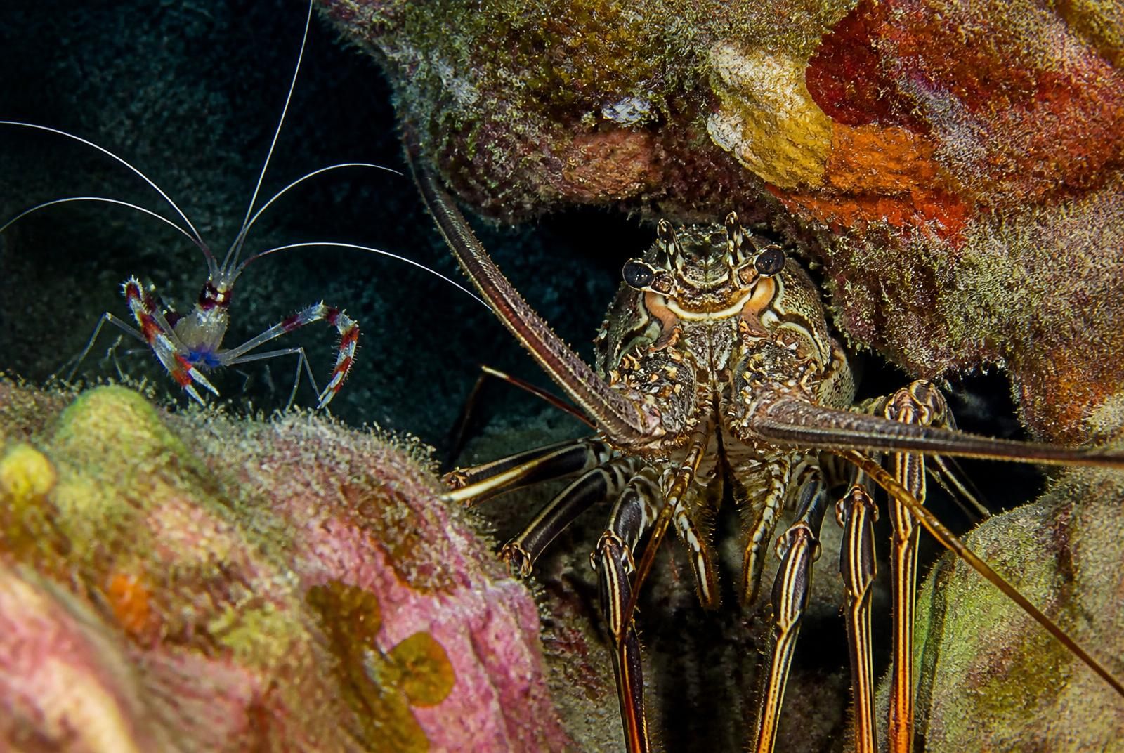 Small crustaceans at the dive site Vanaheim