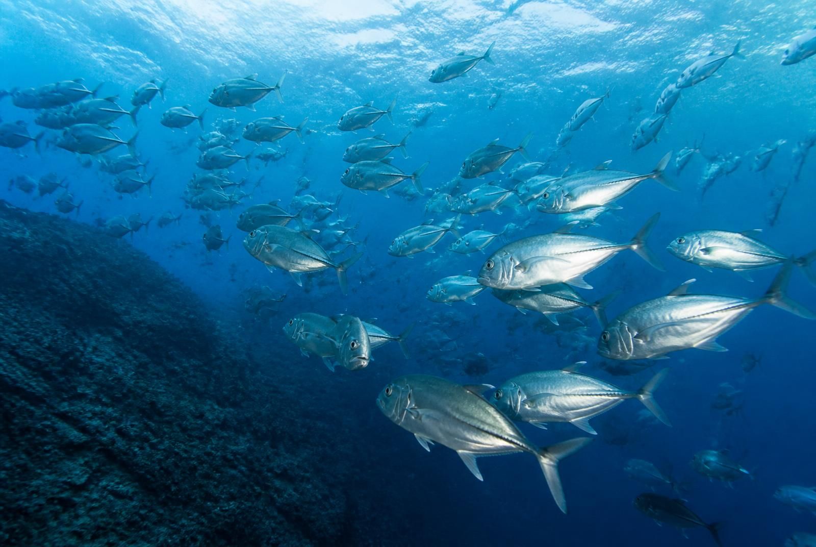 Pelagic Fish természetes élőhelyén — búvártalálkozások és legjobb úti célok
