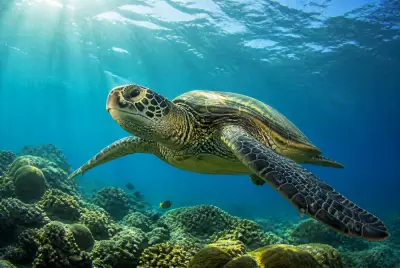 Hawksbill Sea Turtle at the dive site Peruano